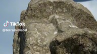 szaraki na wyspie wielkanocnej
