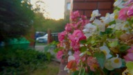 GoPro 10 Edelkrone SliderOne Macro Lens KnightX CPL 5,3K Test