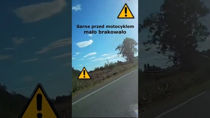 Sarna przed motocyklem, mało brakowało #shorts #rikordwidjo
