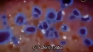 Antybiotyki Dokument pl