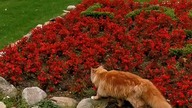Hrabia Eryk #shortvideo #mainecoon #cat #short #catshorts #catvideo