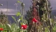 Boży charakter w stworzeniu i naturze.