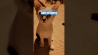 Cats of Crete #shorts