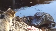 Kot kontra Aligator
