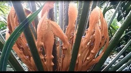 348- Cz. 5 UW Szklarnie- Cycas-sagowiec, storczyki, ananas, Amorphophallus titanum itp