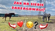 PUNTA I GALLIANO IDĄ RAZEM NA PADOK 