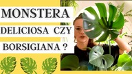 Dlaczego MONSTERA nie ma dziur w liściach? + jak dbać i pielęgnować monsterę VLOG