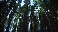 Cudowna planeta - SE01EP06 - Wielki las / Lektor PL.  Dokument