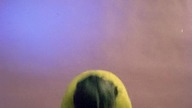 DEVO ARE WE NOT MAN WE RE DEVO Ears. Eyes. and. Throats. Restored. Classic. and. Lost. Punk. Films. 