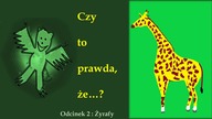 Żyrafa