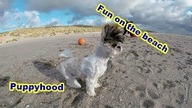 Puppy Playing Games - Play and Fun Seaside - Cute Shih Tzu