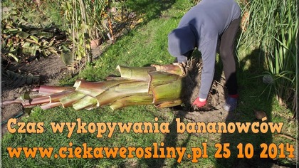 42 Cz. 3 Wykopywanie bananowców - ciekawerosliny.pl