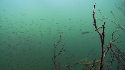 Świat płaz&oacute;w