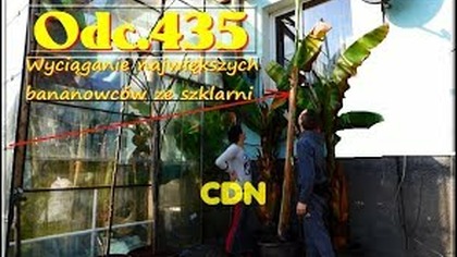 Odc. 435-Wyciąganie największych bananowc&oacute;w ze szklarni. E. v. maurelii, musa sikkimensis red tiger.