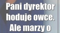 Pani dyrektor hoduje owce.  Ale marzy o Senacie