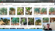 The Worlds Top 10 Ugliest Plants and Trees