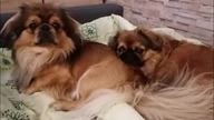 Pekińczyki.  Najukochańsze psy na świecie