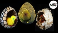 3 pomysły z czego zrobić jaja na balonie [3 EGGS MADE OF BALLOON] - Pomysły plastyczne dla każdego