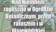 Nad Niemnem zagościło w Ogrodzie Botanicznym, przed ratuszem i w Wojewódzkiej Bibli...
