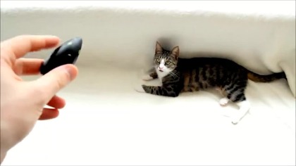 Rozmowa z kotką Nikitą (Tutka)