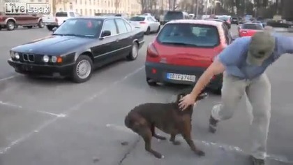 Cieszący się pies