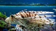 Dziwne ryby oceanarium gdyńskie