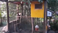 kuRaz / kury idą spać kury wchodzą do kurnika na prośbę gospodarza