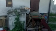 Ruda kotka - Dachowiec wraca do domu:)