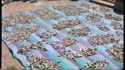 Prehistoryczne rekiny [Lektor PL]