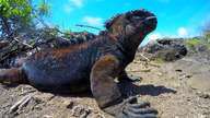 Galapagos - na krańcu świata odc.1 - przetrwanie