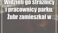 Widzieli go strażnicy i pracownicy parku.  Żubr zamieszkał w powiecie bialskim