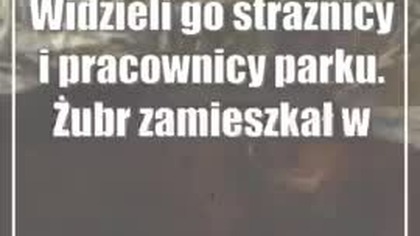 Widzieli go strażnicy i pracownicy parku.  Żubr zamieszkał w powiecie bialskim