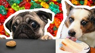 ANIMALS CRAVING YOUR FOOD
