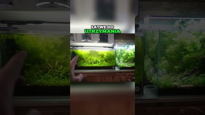 Jakie akwarium założyć?  #akwarium #akwarystyka #aquascape