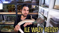 CZY REDŻI ZOSTANIE MAMĄ?! Python regius