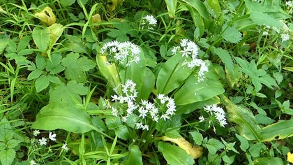Czosnek niedźwiedzi  aromatyczny skarb natury pod ochroną