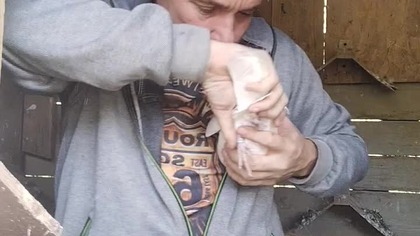Białasek  #birds #fus #pigeon #egzotyka #golebie #pocztowe #loty