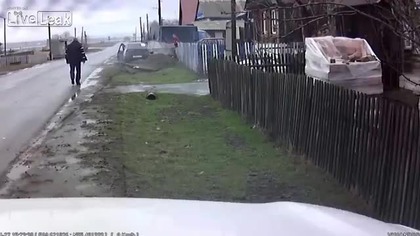 Auto vs krowa