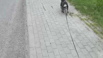 Wiosna, slowiki, kleszcze jak byki...