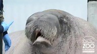 Śpiewający mors