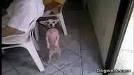 dog dance