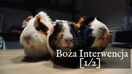 Poznań cz. 1 | Jezusowy Warunek Duchowego Wzrostu 06/2017