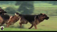 "Dogs of War" ...  "US and them" ...  Pink Floyd ...  with lyrics ...