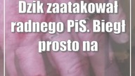 Dzik zaatakował radnego PiS.  Biegł prosto na mnie