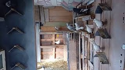 Potrącony gołąb od Łukasza i zeberki które kocha Kodi