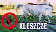 KLESZCZE U KONI
