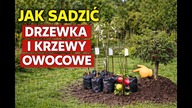  Posadziłem drzewka owocowe Zobacz jak zrobić to DOBRZE! 