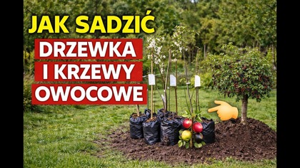  Posadziłem drzewka owocowe Zobacz jak zrobić to DOBRZE! 