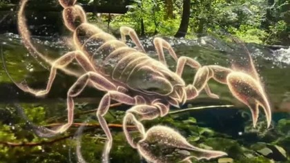 #znakizodiaku #horoskop #skorpion #scorpion