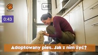 Adoptowany pies.  Jak z nim żyć?